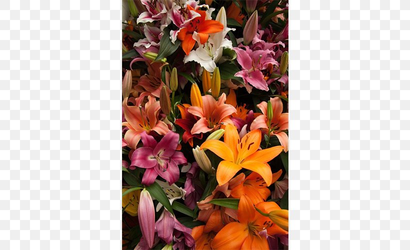 Floral Design Cut Flowers Lily Of The Incas Flower Bouquet, PNG, 500x500px, Floral Design, Alstroemeriaceae, Cut Flowers, Daylily, Flora Download Free