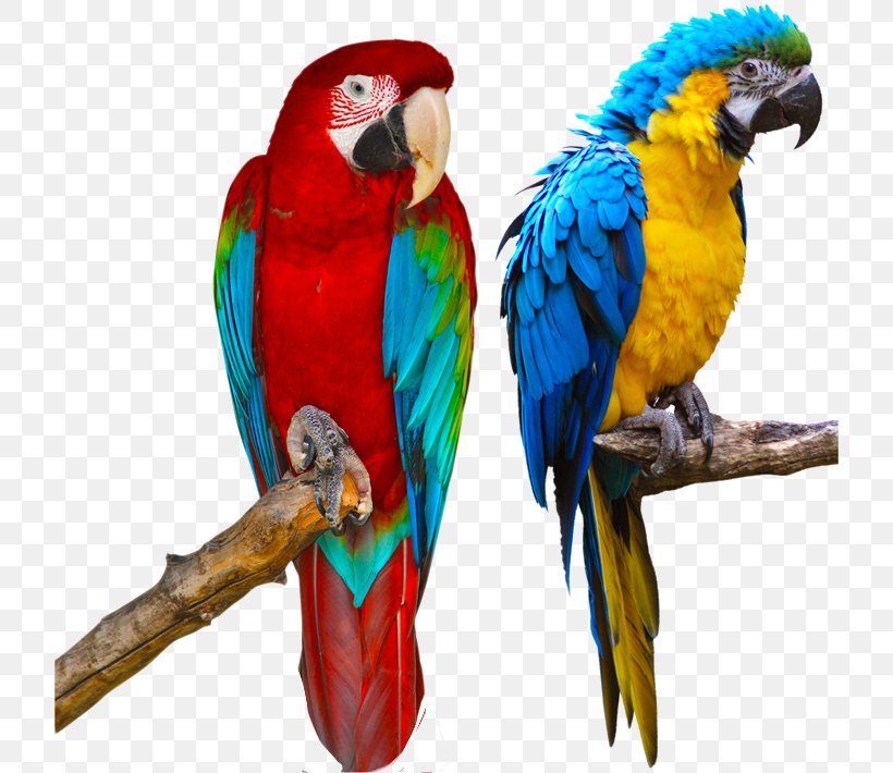 Parrot Red-and-green Macaw Blue-and-yellow Macaw Bird Scarlet Macaw, PNG, 720x710px, Parrot, Beak, Bird, Blueandyellow Macaw, Common Pet Parakeet Download Free