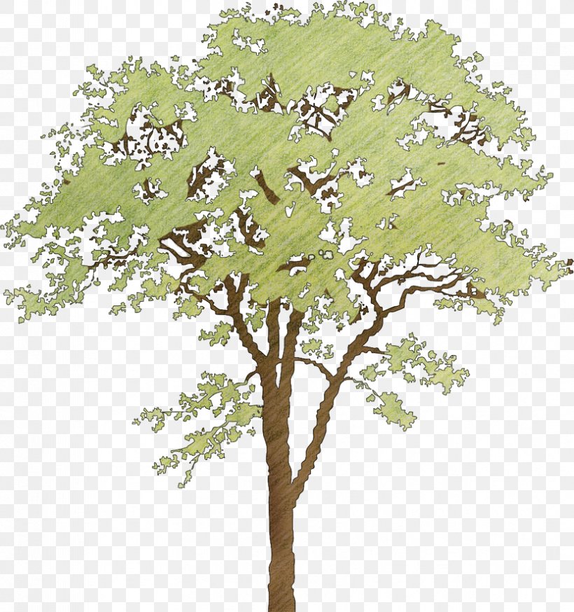 Twig Plane Trees Plant Stem Leaf, PNG, 831x886px, Twig, Branch, Leaf, Plane Tree Family, Plane Trees Download Free