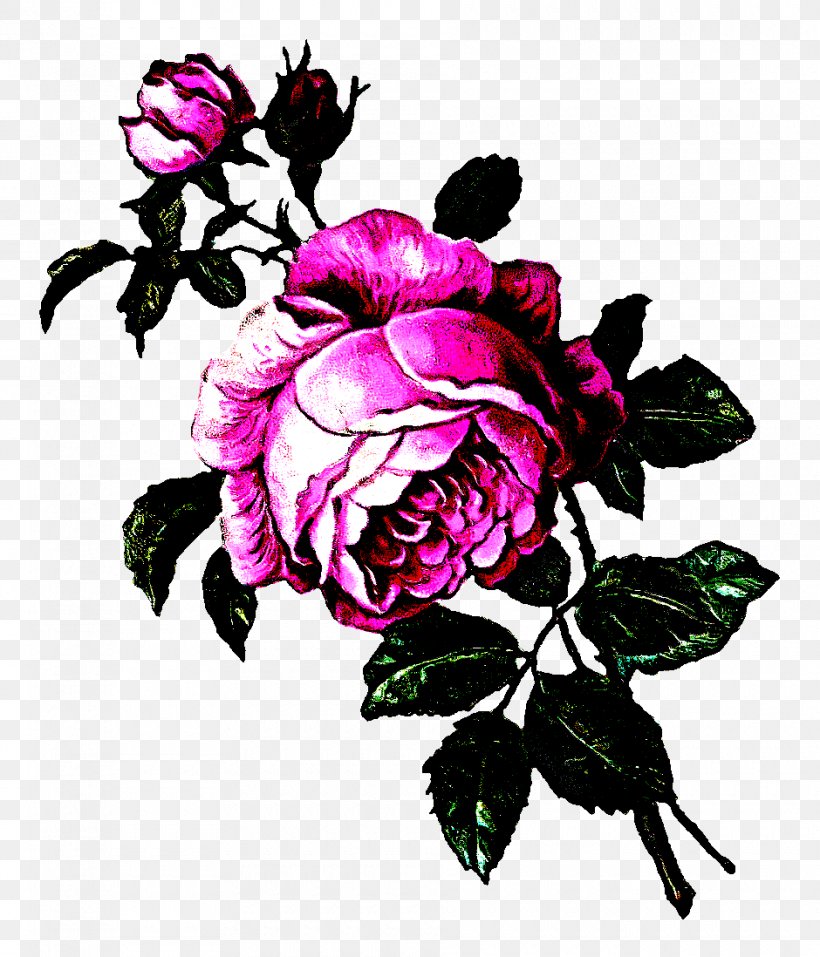 Garden Roses, PNG, 940x1098px, Flower, Flowering Plant, Garden Roses, Petal, Pink Download Free