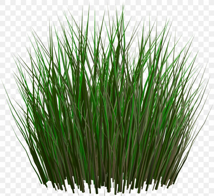 Grass, PNG, 2167x1984px, Grasses, Chrysopogon Zizanioides, Commodity, Dots Per Inch, Grass Download Free