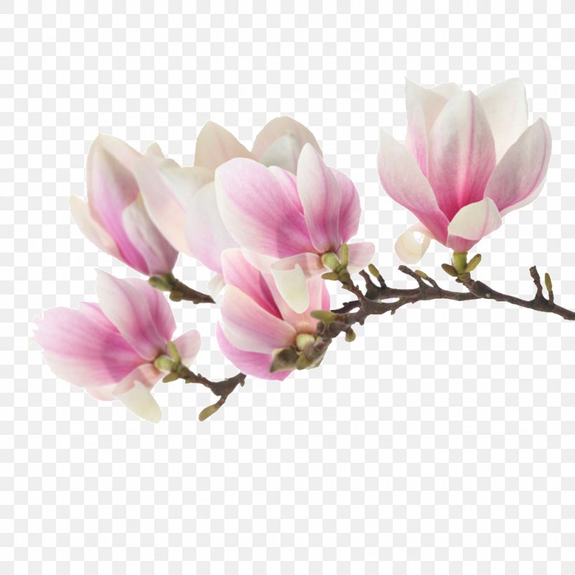 Magnolia Stock Photography Image Poster Illustration, PNG, 1024x1024px, Magnolia, Blossom, Branch, Cyclamen, Drawing Download Free