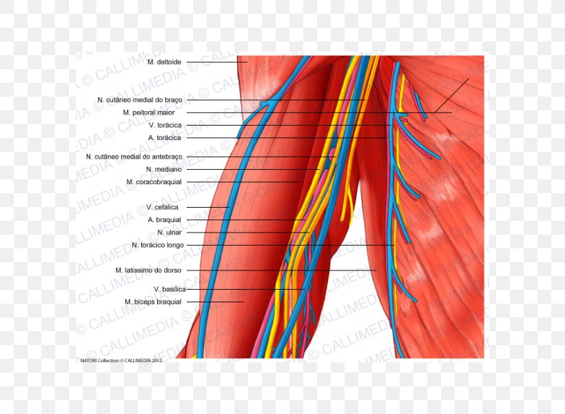 Arm Blood Vessel Nerve Human Body Muscle, PNG, 600x600px, Watercolor, Cartoon, Flower, Frame, Heart Download Free