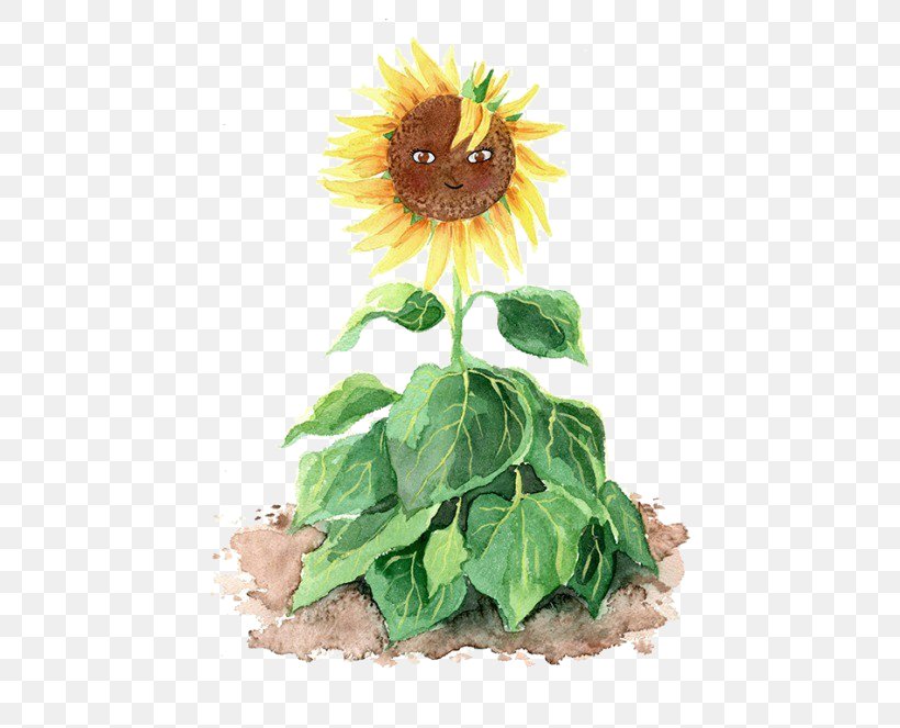 Common Sunflower Sunflower Seed Cut Flowers Drawing, PNG, 500x663px, Common Sunflower, Cut Flowers, Daisy Family, Designer, Drawing Download Free