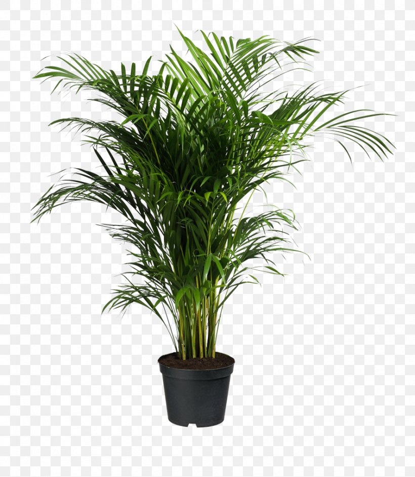 Howea Forsteriana Ravenea Areca Palm Houseplant, PNG, 886x1017px, Howea Forsteriana, Areca Palm, Arecaceae, Arecales, Chamaedorea Elegans Download Free