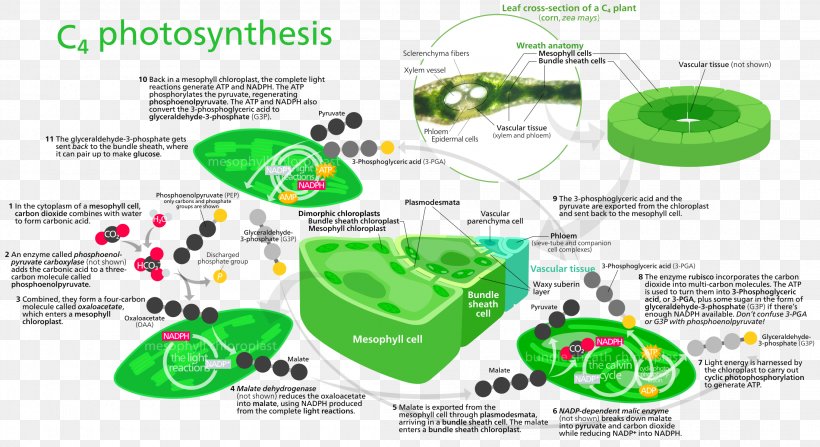 Photosynthesis C4 Carbon Fixation Light-dependent Reactions Calvin Cycle Carbon Dioxide, PNG, 2200x1200px, Photosynthesis, Area, Biology, C3 Carbon Fixation, C4 Carbon Fixation Download Free
