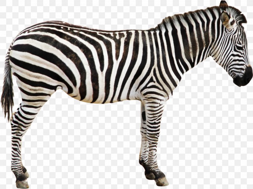Quagga Zebra Horse Foal Clip Art, PNG, 1232x924px, Quagga, Animal, Animal Figure, Foal, Horse Download Free
