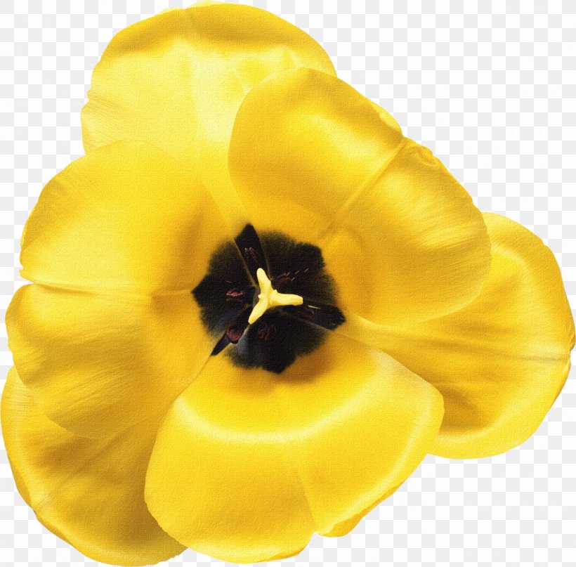 Royalty-free Tulip Flower Wattpad, PNG, 1280x1260px, Royaltyfree, Blume, Courtship, Cut Flowers, Flower Download Free
