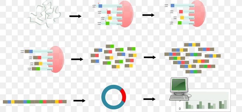 Serial Analysis Of Gene Expression DNA Microarray Clip Art, PNG, 800x380px, Serial Analysis Of Gene Expression, Area, Brand, Byte, Diagram Download Free
