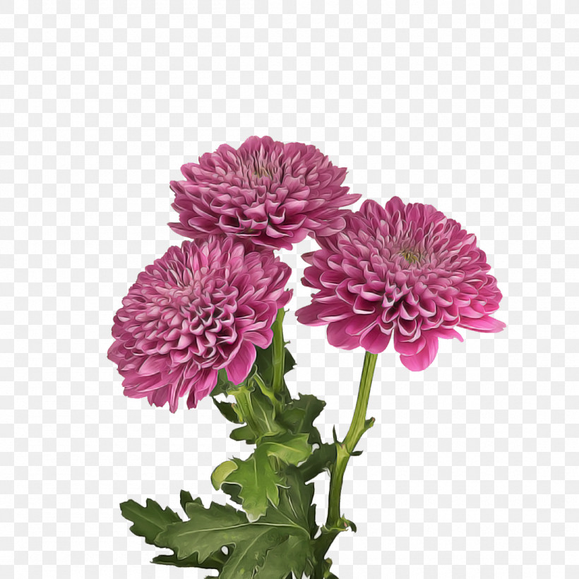 Chrysanthemum Annual Plant Herbaceous Plant Flower Cut Flowers, PNG, 1100x1100px, Chrysanthemum, Annual Plant, Argyranthemum, Biology, Cut Flowers Download Free