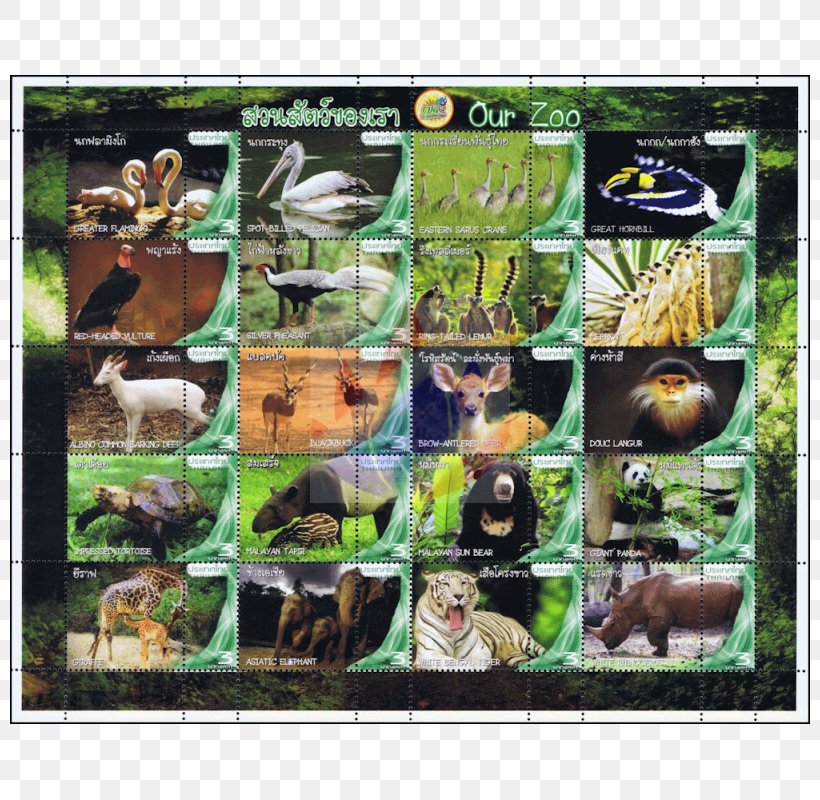 Dusit Zoo Chiang Mai Animal Fauna Zoo, PNG, 800x800px, Zoo, Animal, Animal Sauvage, Chiang Mai, Fauna Download Free
