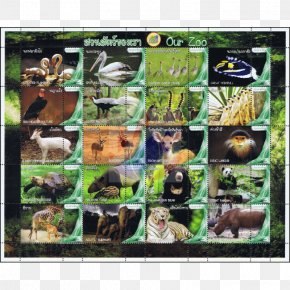 Dusit Zoo Chiang Mai Animal Fauna Zoo PNG