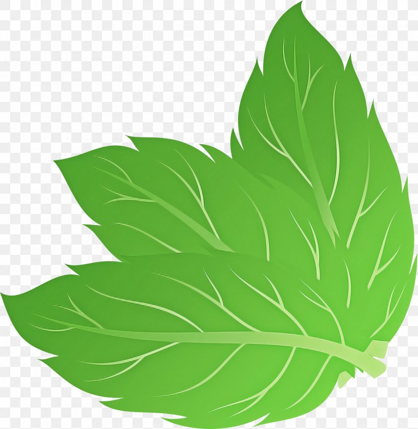 Feather, PNG, 1336x1372px, Leaf, Feather, Green, Herb, Herbaceous Plant Download Free