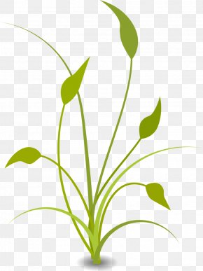 Soybean Stalk Cliparts - Nature Free Content Clip Art PNG