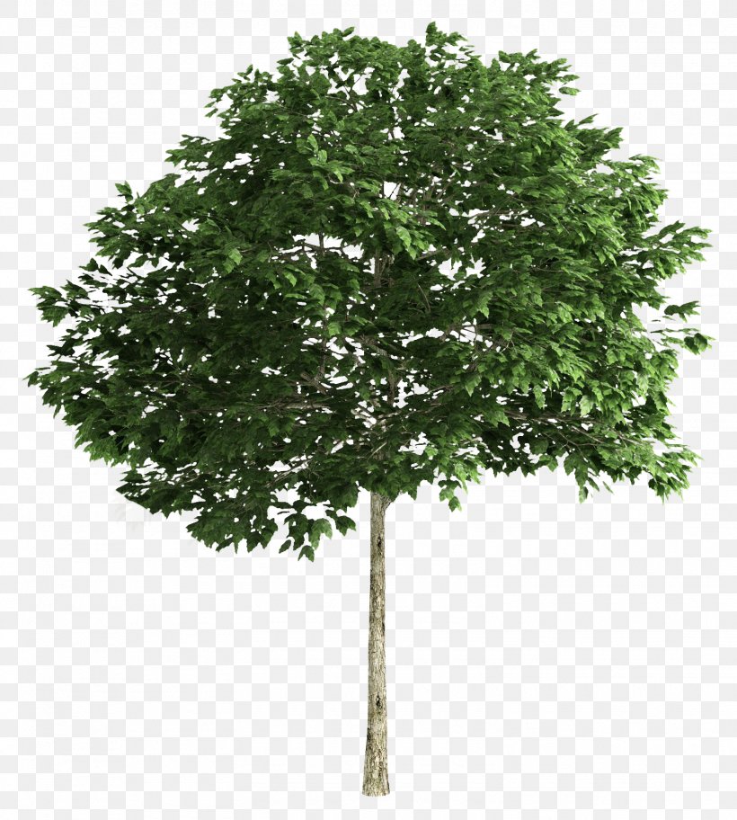Tree Clip Art, PNG, 1555x1730px, Tree, Branch, Image File Formats, Leaf, Plane Tree Family Download Free