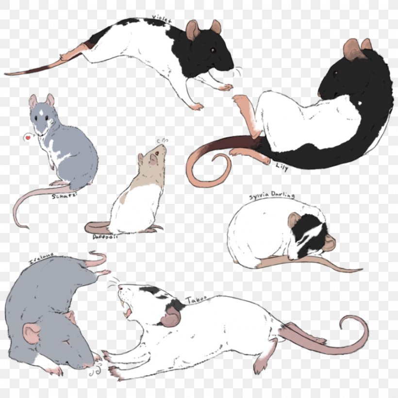 Cat Rat Drawing Sketch Watercolor Painting, PNG, 894x894px, Cat, Art, Carnivoran, Cat Like Mammal, Dog Like Mammal Download Free