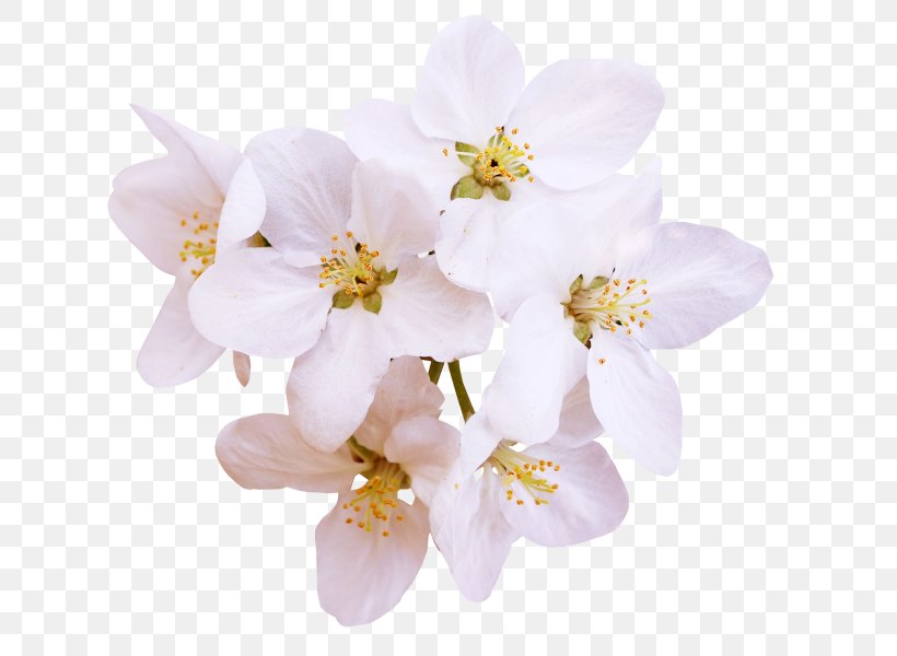 Computer Graphics, PNG, 655x600px, Computer Graphics, Blossom, Branch, Cherry Blossom, Coreldraw Download Free