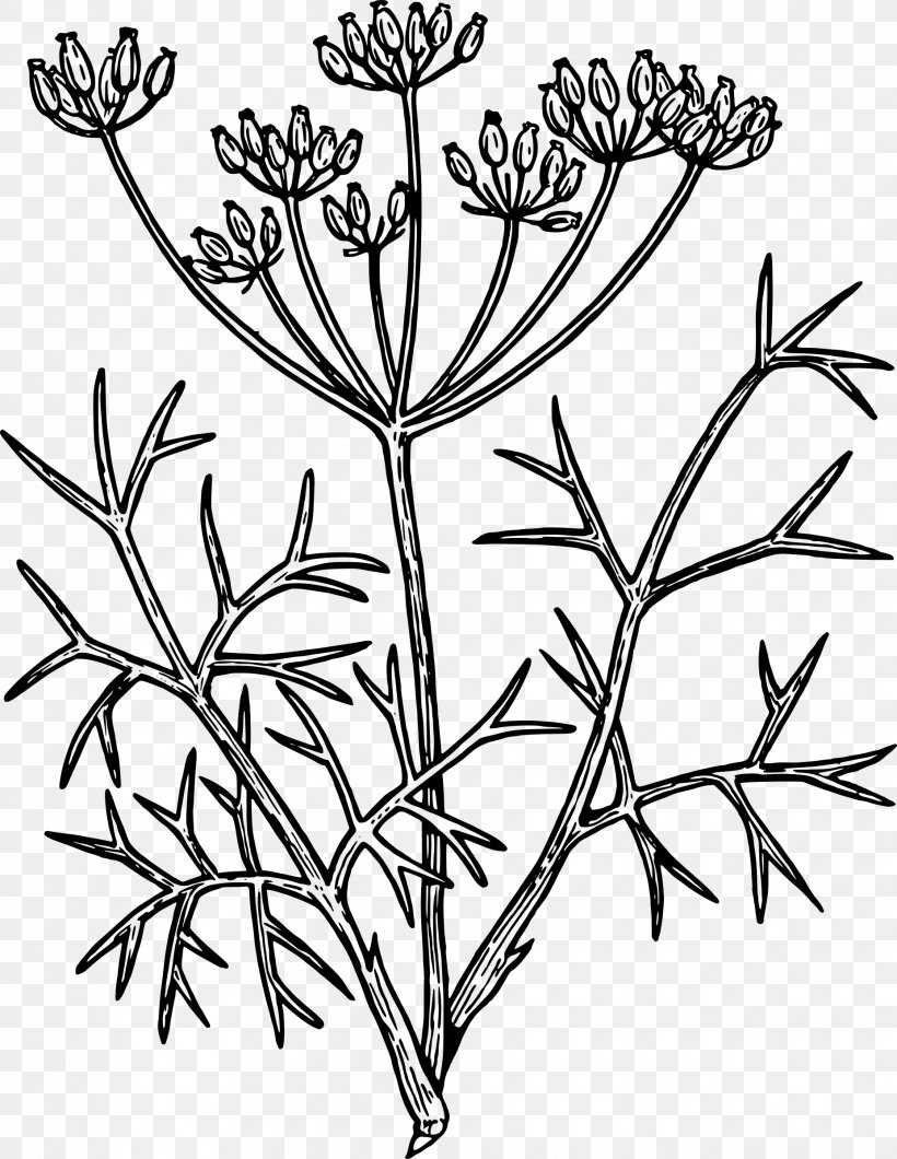 Fennel Drawing Herb Clip Art, PNG, 1855x2400px, Fennel, Black And White, Branch, Drawing, Flora Download Free