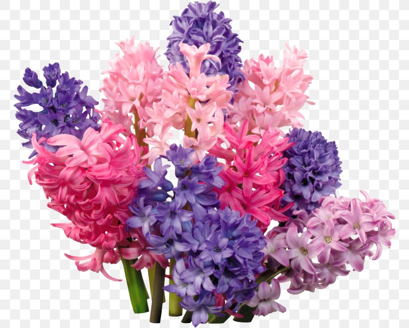 Hyacinth Floral Design Flower Bouquet Telegram, PNG, 768x657px, Hyacinth, Annual Plant, Artificial Flower, Artikel, Cut Flowers Download Free