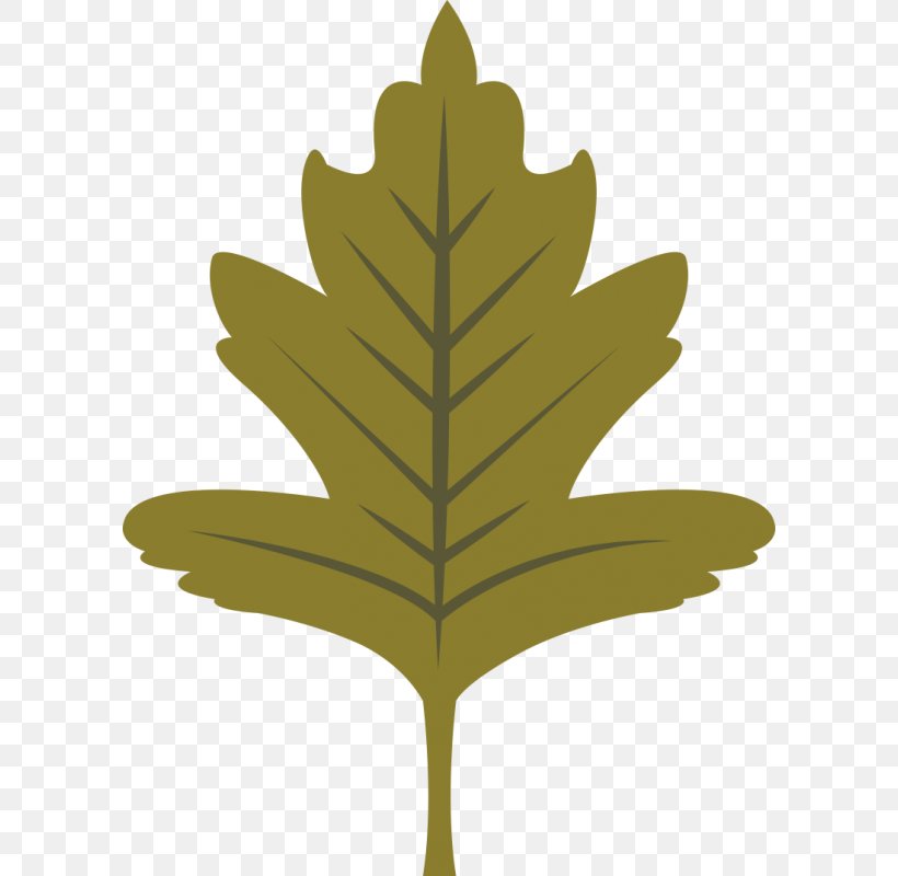 Oak Tree Leaf, PNG, 800x800px, Leaf, Black Maple, Canadian Maple Leaf, Clothing, Floral Design Download Free