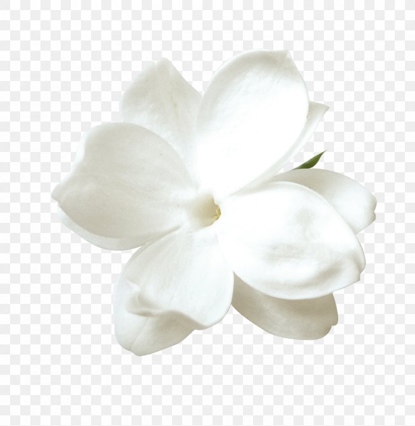 Tulip Flower Petal, PNG, 1500x1539px, Tulip, Flower, Flowering Plant, Jasmine, Jpeg Network Graphics Download Free