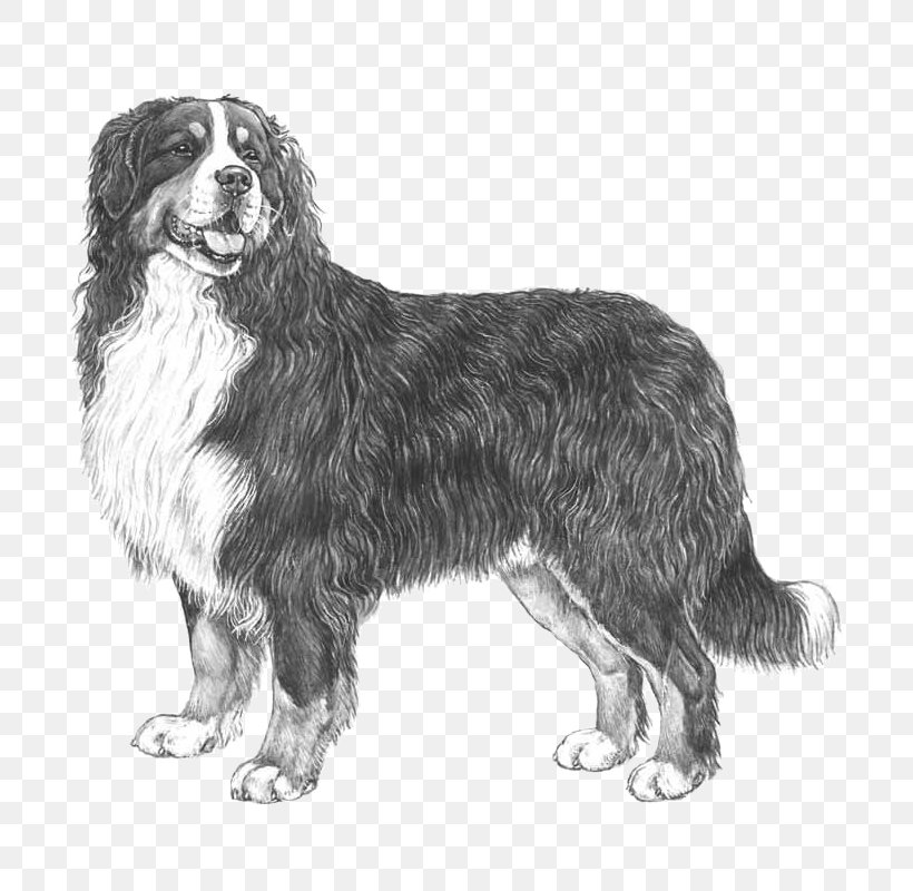 Dog Breed Bernese Mountain Dog Newfoundland Dog Appenzeller Sennenhund Rare Breed (dog), PNG, 800x800px, Dog Breed, Appenzeller Sennenhund, Bernese Mountain Dog, Black And White, Boskapshund Download Free