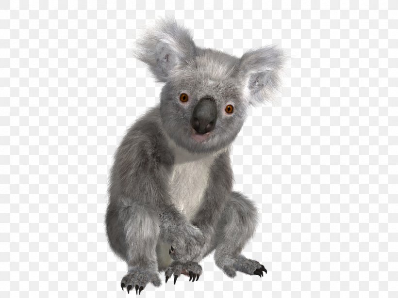 Koala Bear Sloth, PNG, 960x720px, Koala, Australia, Cuteness, Fauna, Fur Download Free