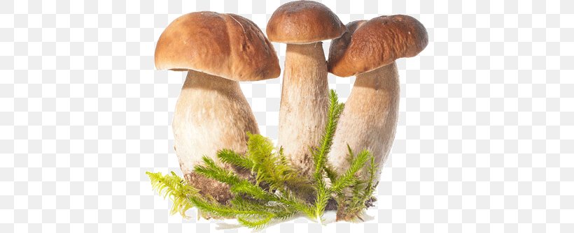 Mushrooms (Collins Gem) Collins Mushroom Miscellany Cholesterol Counter (Collins Gem) Gem Mushrooms And Toadstools Collins Gem 15-Minute Yoga, PNG, 406x334px, Amazoncom, Boletus Edulis, Book, Edible Mushroom, Fungus Download Free