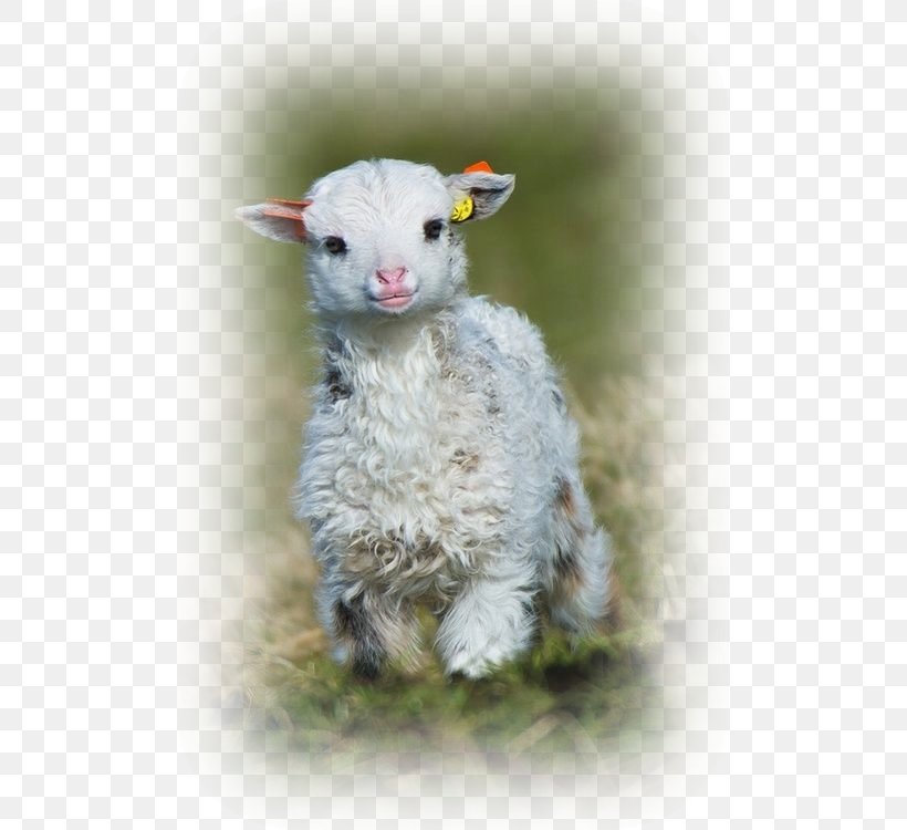 Ouessant Sheep Goat Lamb And Mutton Cuteness Puppy, PNG, 499x750px, Goat, Animal, Baby Lamb, Cow Goat Family, Cuteness Download Free