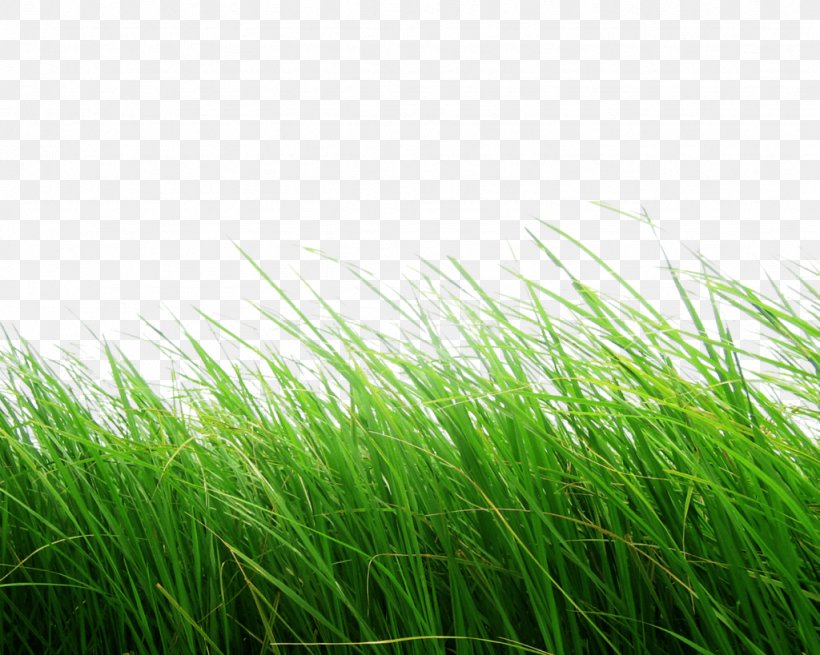 Text Green Artificial Turf E-book Meadow, PNG, 1024x819px, 8 Bit Color, Python Imaging Library, Alpha Compositing, Artificial Turf, Editing Download Free