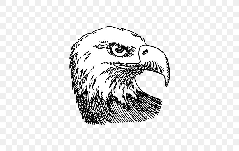 Bald Eagle Drawing Vector Graphics Illustration Image, PNG, 528x520px, Bald Eagle, Beak, Bird, Bird Of Prey, Black And White Download Free