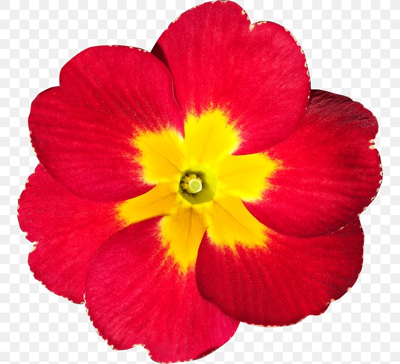 2018-03-27 Petal Primrose, PNG, 750x745px, Petal, Annual Plant, Flower, Flowering Plant, Herbaceous Plant Download Free