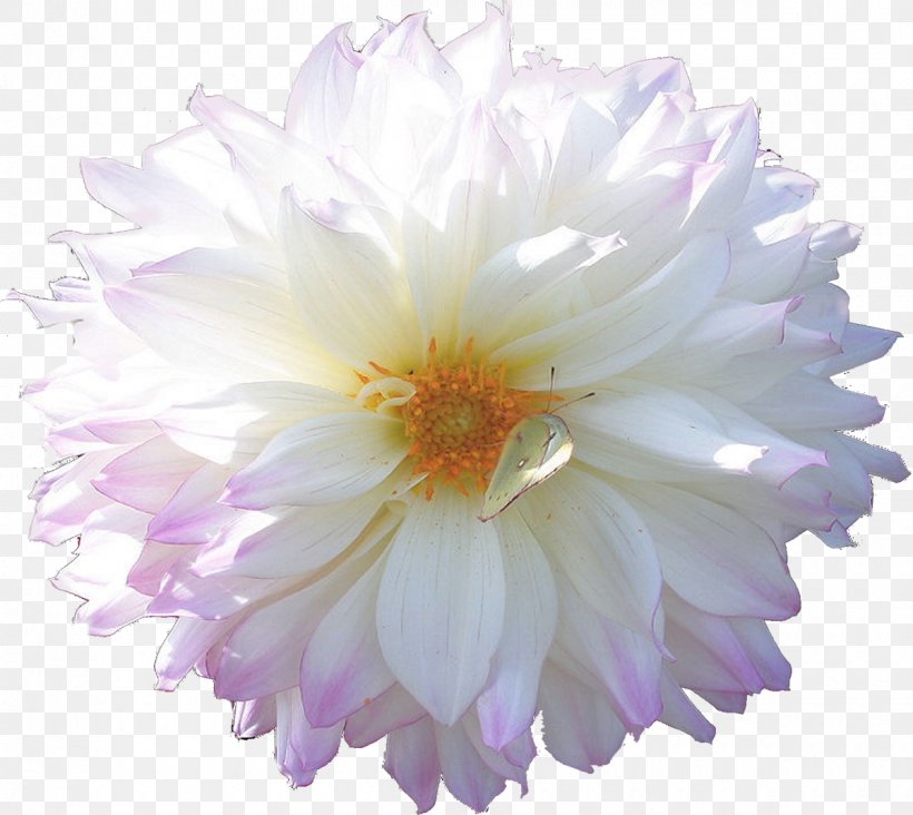 Cut Flowers Blog Chrysanthemum, PNG, 1200x1072px, Flower, Annual Plant, Aster, Blog, Chrysanthemum Download Free