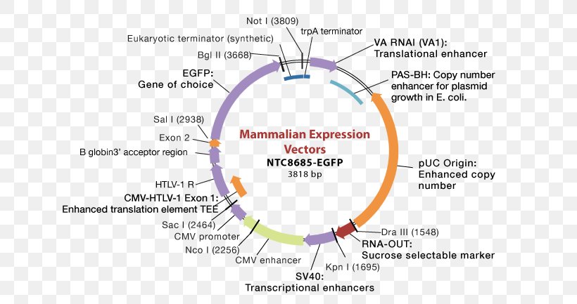 Expression Vector Cloning Vector Plasmid Gene Expression, PNG, 740x433px, Expression Vector, Area, Bacteria, Cell, Cloning Download Free