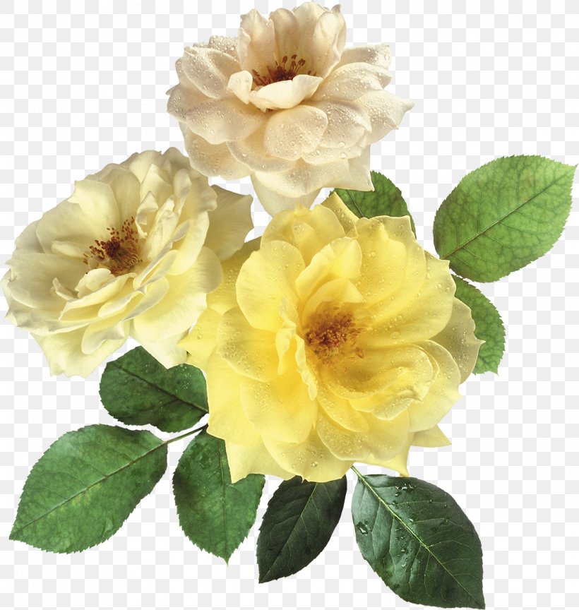 Flower Rose Download, PNG, 1138x1200px, Flower, Annual Plant, Color, Cut Flowers, Floribunda Download Free