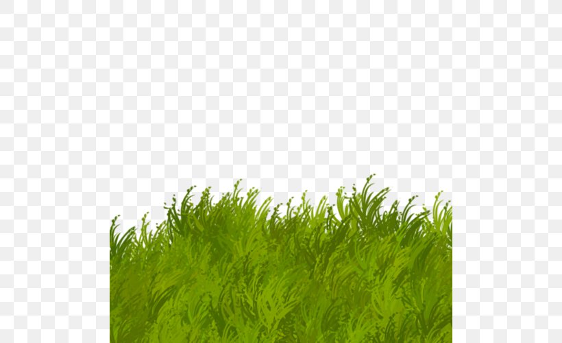 Herbaceous Plant Green Clip Art, PNG, 500x500px, Herbaceous Plant, Digital Image, Flower, Grass, Grass Family Download Free