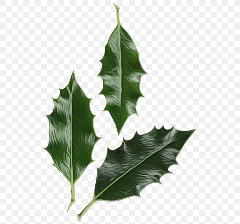 Holly, PNG, 544x767px, Watercolor, American Holly, Flower, Holly, Leaf Download Free
