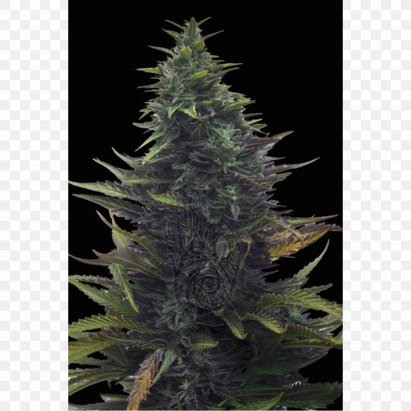 Satori Hemp Fir Feminized Cannabis Spruce, PNG, 1000x1000px, Satori, Cannabaceae, Cannabis, Christmas Tree, Conifer Download Free