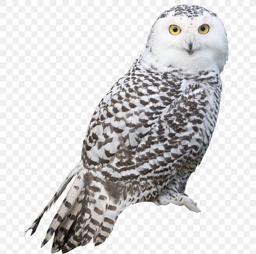 Bird Snowy Owl True Owl, PNG, 670x813px, Snowy Owl, Arctic Fox, Barn Owl, Barred Owl, Beak Download Free
