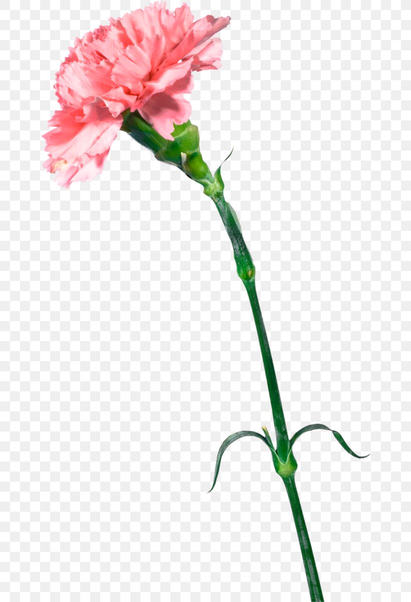 Carnation Cut Flowers Mother's Day Gift, PNG, 662x1200px, Carnation, Advertising, Bud, Cut Flowers, Dianthus Download Free