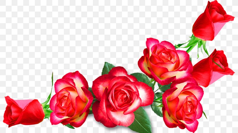 Garden Roses Cut Flowers Clip Art, PNG, 800x460px, Garden Roses, Cut Flowers, Floral Design, Floristry, Flower Download Free