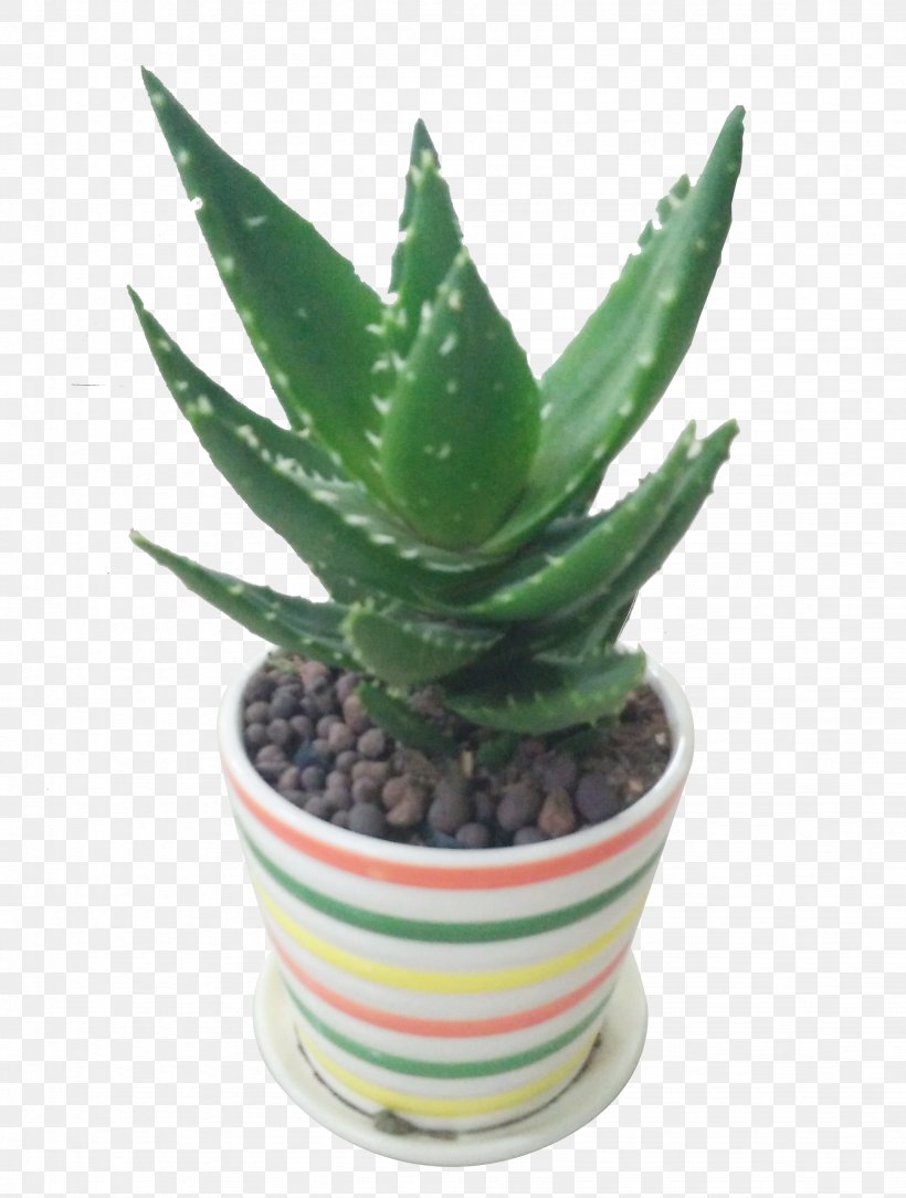 Aloe Vera Flowerpot Plant, PNG, 2046x2706px, Aloe Vera, Aloe, Bonsai, Cactus, Flowerpot Download Free