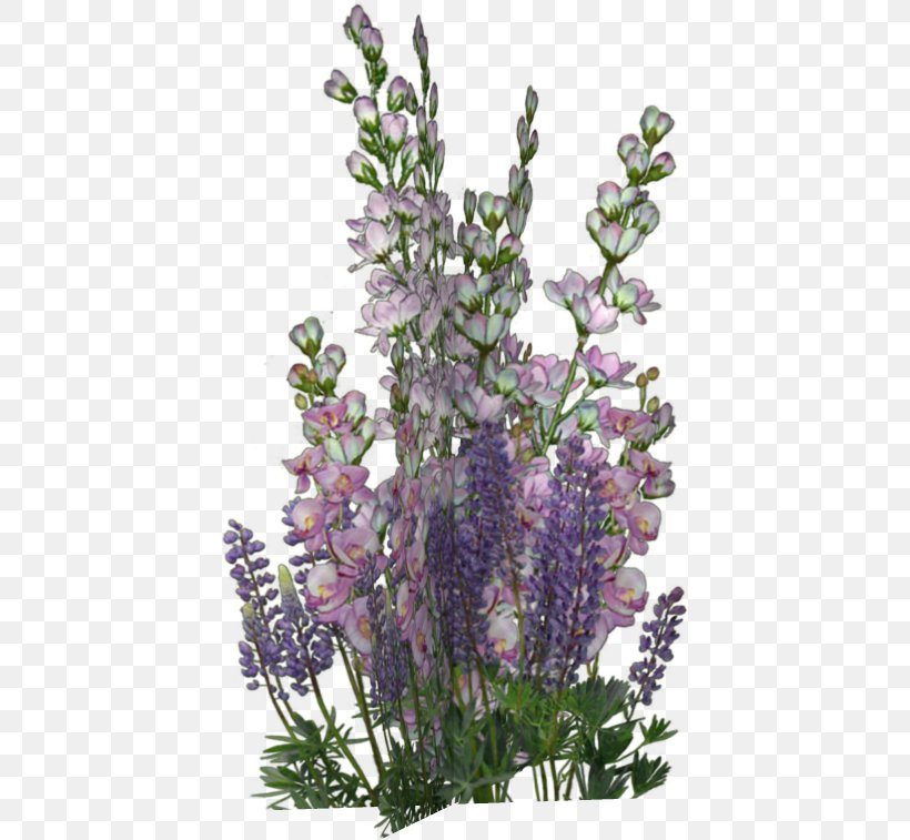 English Lavender Borders And Frames Flower Violet, PNG, 433x757px, English Lavender, Borders And Frames, Cut Flowers, Flower, Flowering Plant Download Free