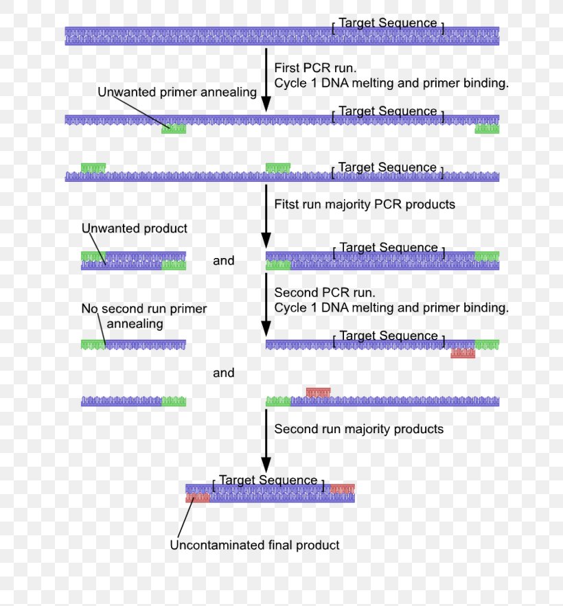 Nested Polymerase Chain Reaction Primer DNA Polymerase, PNG, 700x883px, Nested Polymerase Chain Reaction, Area, Biology, Chain Reaction, Diagram Download Free