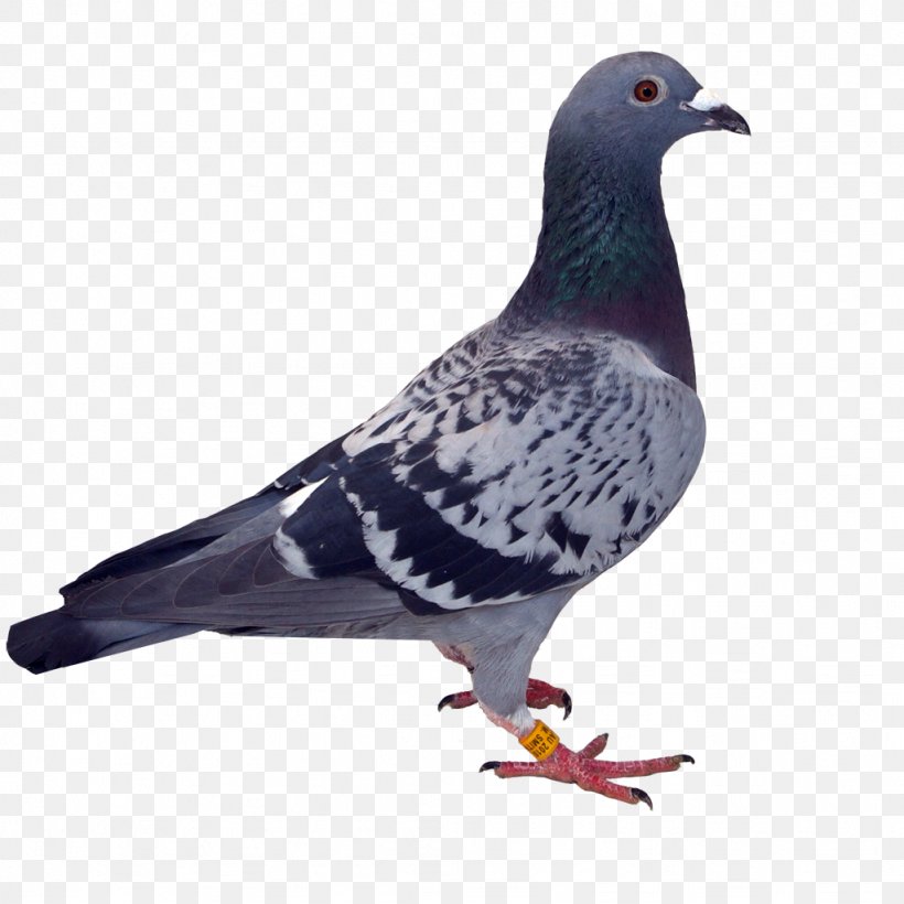 Stock Dove Rock Dove Racing Homer ONO Gazpacho, PNG, 1024x1024px, Stock Dove, Beak, Bird, Daughter, Euro Download Free