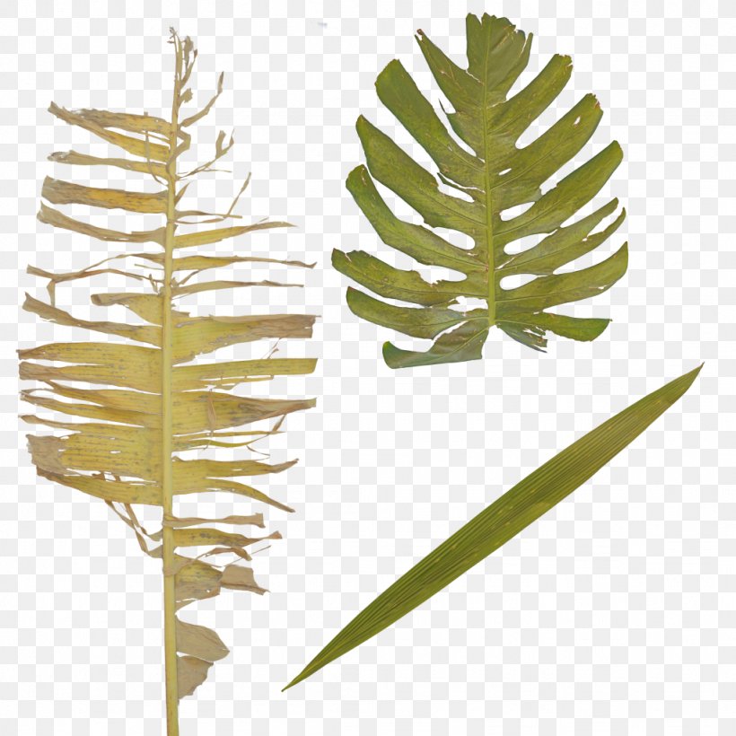 Twig Leaf Plant Stem Branch Tropics, PNG, 1024x1024px, Twig, Branch, Bud, Epiphyte, Fir Download Free