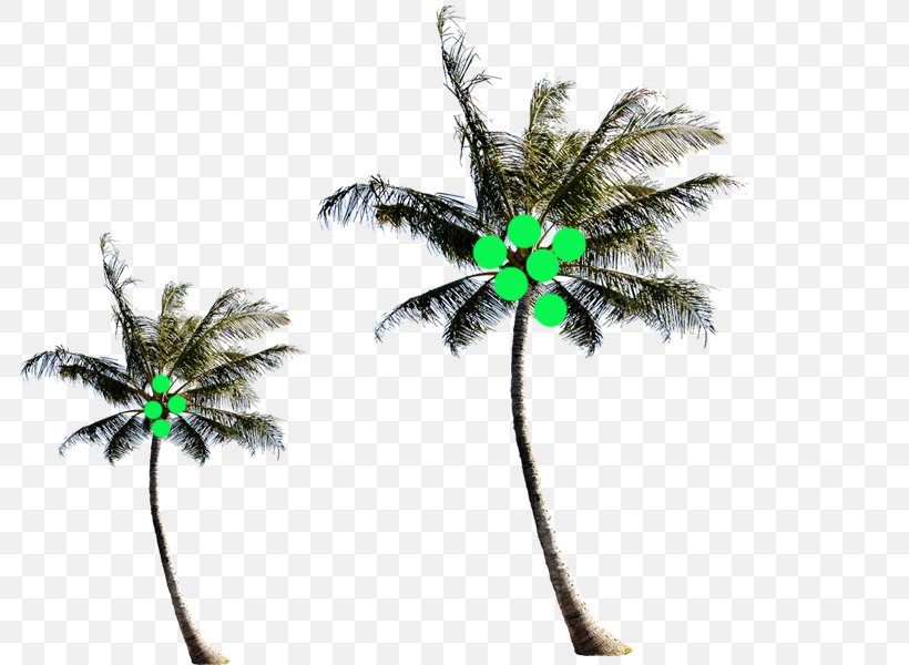 Arecaceae Coconut Tree, PNG, 800x600px, Arecaceae, Arecales, Bathing, Cabanas Termas Hotel, Child Download Free