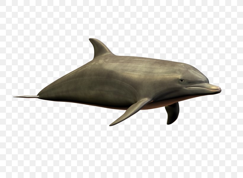 Common Bottlenose Dolphin Short-beaked Common Dolphin Tucuxi Rough-toothed Dolphin, PNG, 800x600px, Common Bottlenose Dolphin, Computer Network, Dolphin, Fauna, Fin Download Free