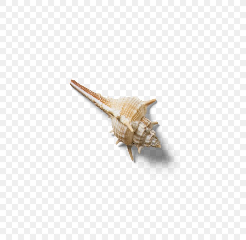 Conch Seashell Download Computer File, PNG, 800x800px, Conch, Animal, Gratis, Helix, Insect Download Free