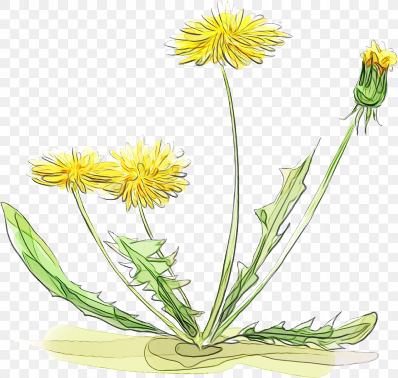 Dandelion Plant Stem Cut Flowers Yellow Herbal Medicine, PNG, 1056x1003px, Dandelion, Biology, Cut Flowers, Flower, Herbal Medicine Download Free